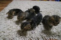 Лот: 13291838. Фото: 2. ориентальная котобанда. Животные и уход