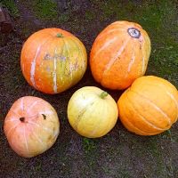 Лот: 25668410. Фото: 2. Тыква великан (кусочками). Продукты