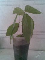 Лот: 1842214. Фото: 2. акалифа (лисий хвост) росток 3. Комнатные растения и уход
