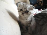 Лот: 7947760. Фото: 2. Шикарные шотландские котята. Животные и уход
