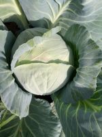 Лот: 25810546. Фото: 2. Капуста свежая белокочанная. Продукты