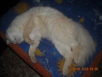 Лот: 4073486. Фото: 2. отдам кота в хорошие руки. Животные и уход