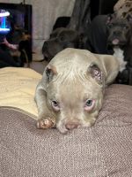 Лот: 21292459. Фото: 4. Собака. Красноярск