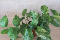 Лот: 15557889. Фото: 6. Эпипремнум Marble Queen (Марбл...