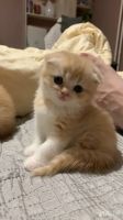 Лот: 20339038. Фото: 2. Котёнок. Животные и уход