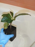 Лот: 25882851. Фото: 2. Кодиеум пестрый растение отросток. Комнатные растения и уход