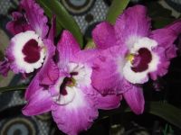 Лот: 4295339. Фото: 2. Орхидея дендробиум нобиле большой... Комнатные растения и уход