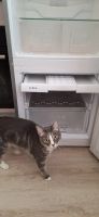 Лот: 25192331. Фото: 4. Холодильник Beko CSK 25000 S. Красноярск