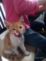 Лот: 14570852. Фото: 6. Котенок Рыжик