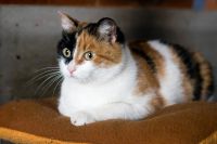 Лот: 10583886. Фото: 3. Стерилиованные кошки и коты бесплатно... Растения и животные