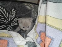 Лот: 7783174. Фото: 2. Котята. Животные и уход