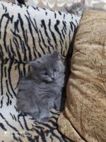 Лот: 15673257. Фото: 2. Серый котенок. Животные и уход