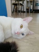 Лот: 12705498. Фото: 3. Кот Као Мани 1 год. Растения и животные