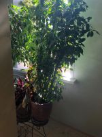 Лот: 12077483. Фото: 3. Каучуковый Фикус. Растения и животные