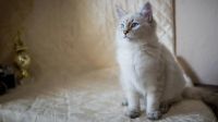 Лот: 9419331. Фото: 3. Котята "Неваки". Растения и животные