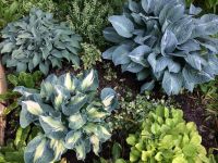 Лот: 16145522. Фото: 5. Хоста Голден Медовс (hosta Golden...