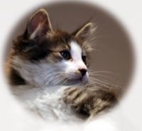 Лот: 3456835. Фото: 2. Подарим славного котенка. Животные и уход