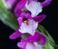 Лот: 6336307. Фото: 2. Скрученник китайский (Spiranthes... Семена, рассада, садовые растения