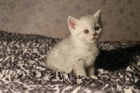 Лот: 4851220. Фото: 2. котенок британец окраса вискас. Животные и уход