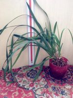 Лот: 5691130. Фото: 2. Орхидея цимбидиум ( не голландия... Комнатные растения и уход