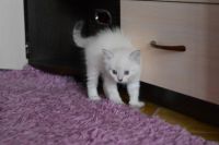 Лот: 6599368. Фото: 3. Невские маскарадные котята. Растения и животные