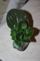 Лот: 4213470. Фото: 2. Фиалка 3 (детка). Комнатные растения и уход