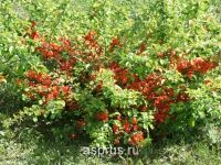 Лот: 8148785. Фото: 4. айва 2. Красноярск