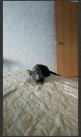 Лот: 17497766. Фото: 2. Отдам кота. Животные и уход