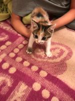 Лот: 10299636. Фото: 2. Котята. Животные и уход