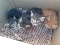Лот: 12243506. Фото: 7. Котенок, Котёнок, Котята, Кошка...