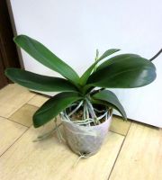 Лот: 24782404. Фото: 3. Орхидея фаленопсис "Passionata... Растения и животные