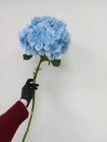 Лот: 25707775. Фото: 2. Гортензия в наличии. Цветы, букеты