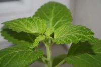 Лот: 3407812. Фото: 2. Колеус 18. Комнатные растения и уход