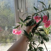 Лот: 22713550. Фото: 3. Олеандр. Растения и животные