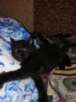 Лот: 15125584. Фото: 2. Котята. Животные и уход