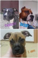 Лот: 4737662. Фото: 4. Щенок американского стаффорширдского... Красноярск