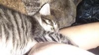 Лот: 6497283. Фото: 3. Котенок в дар!. Растения и животные