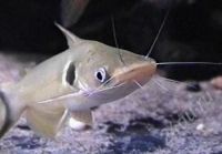 Лот: 2883613. Фото: 2. Сом павлиний глаз(Хорабагрус). Аквариумистика