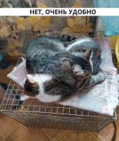 Лот: 20755554. Фото: 6. Разговорчивая кошка Нюша, трёхцветный...