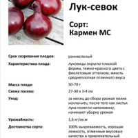 Лот: 19902173. Фото: 2. Лук севок сортовой. Комнатные растения и уход