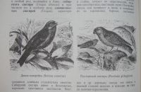 Лот: 23308444. Фото: 3. Альфред Эдмунд Брэм "Жизнь животных... Литература, книги