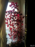 Лот: 8648321. Фото: 2. Черенок Ирезине. Возможен обмен... Комнатные растения и уход