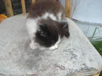 Лот: 8246711. Фото: 4. отдам двух котят,оба котики. Красноярск