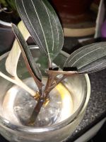 Лот: 15808333. Фото: 2. орхидея лудизия. Комнатные растения и уход