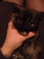 Лот: 8922947. Фото: 4. Котята Сибирские. Красноярск