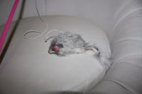 Лот: 12796379. Фото: 3. Игрушка для котенка. Растения и животные