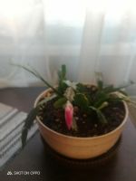 Лот: 24899857. Фото: 3. Декабрист шлюмбергера. Растения и животные