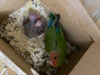 Лот: 19104078. Фото: 3. Неразлучники попугаи. Растения и животные