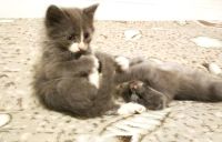 Лот: 12070585. Фото: 2. Дымчатый котенок. Животные и уход