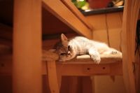 Лот: 3386884. Фото: 7. Британская кошка Nora